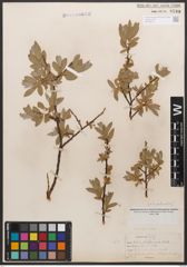 Salix californica Bebb